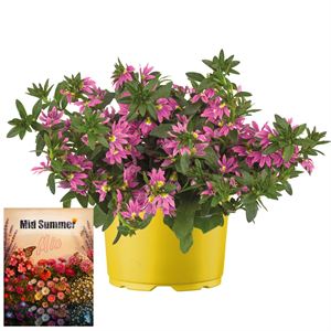 Afbeelding van Ms P12 Scaevola pink